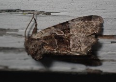 Meropleon ambifusca