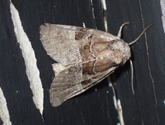 Meropleon diversicolor