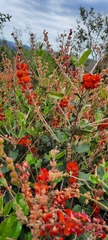 Gastrolobium villosum