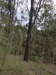 Eucalyptus moluccana