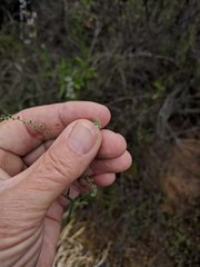 Johnstonella micromeres