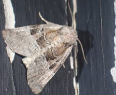 Meropleon diversicolor