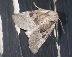 Meropleon diversicolor