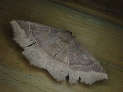 Arytrura musculus