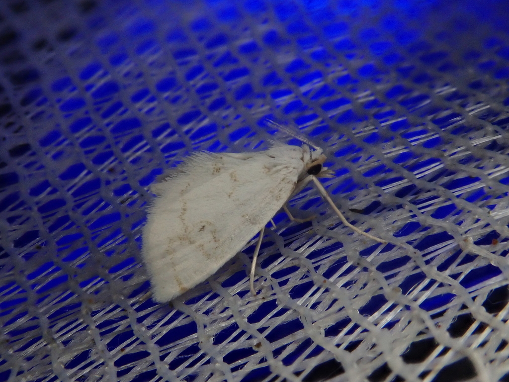 Patissa minima