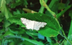 Ptychamalia perlata