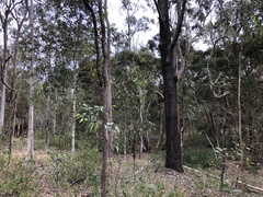 Eucalyptus moluccana
