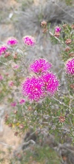 Melaleuca parviceps