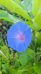 Ipomoea