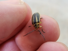 Trirhabda bacharidis