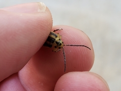 Trirhabda bacharidis