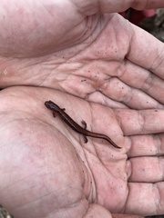 Plethodon ventralis