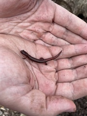 Plethodon ventralis