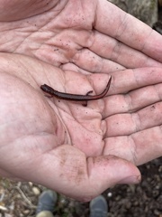 Plethodon ventralis