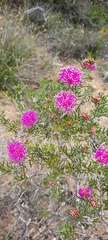 Melaleuca parviceps