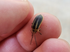 Trirhabda bacharidis