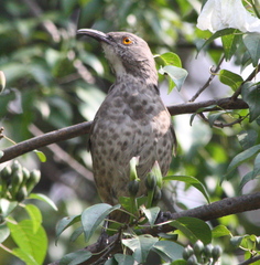 Curve-Billed Thrasher photo 6