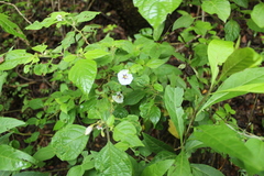 Lycianthes