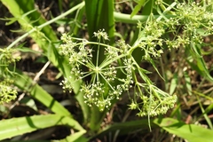 Prionosciadium nelsonii