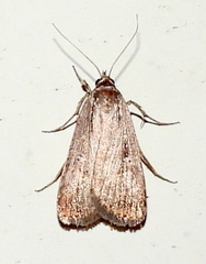 Tathorhynchus exsiccata