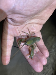 Cherax depressus