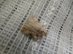 Neachrostia bipuncta