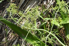 Prionosciadium nelsonii