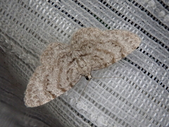 Myrioblephara nanaria