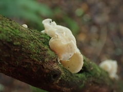 Panellus pusillus