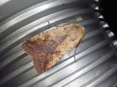 Diarsia deparca