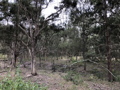 Melaleuca irbyana