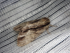 Shaka atrovittatus