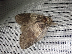 Peridea gigantea