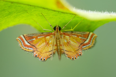 Ambia decoralis