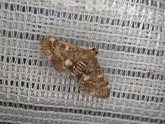 Piletocera sodalis