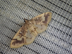 Pseudebulea fentoni