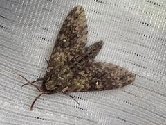 Dolbina tancrei
