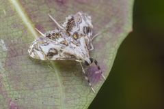 Paracataclysta fuscalis