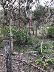 Melaleuca irbyana