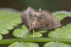 Protonoceras