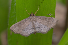 Protonoceras