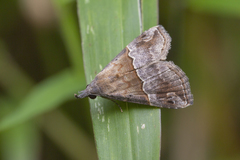 Dichromia cognata