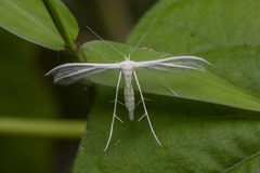 Pterophorus lacteipennis