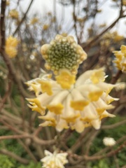 Edgeworthia