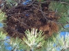 Arceuthobium vaginatum cryptopodum