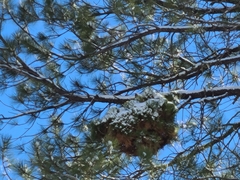 Arceuthobium vaginatum cryptopodum