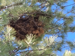 Arceuthobium vaginatum cryptopodum