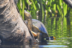 Trachemys grayi grayi