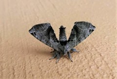 Apatelodes torrefacta