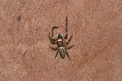 Opisthoncus abnormis